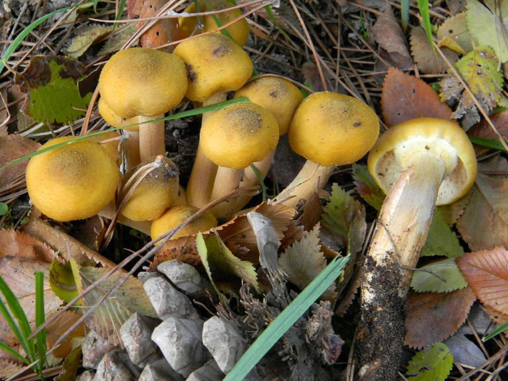 1818 Novembre vecchio ritrovamento